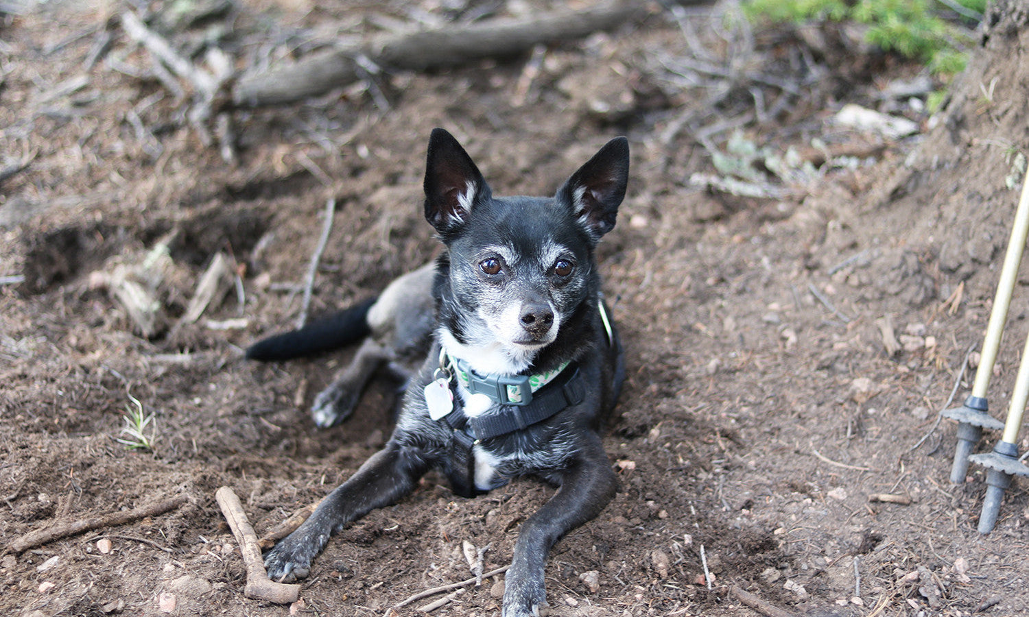 10 TIPS FOR BACKPACKING WITH YOUR DOG