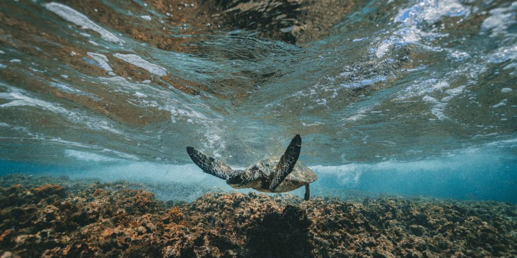 Mountain Biking, Volcano Hiking & Snorkeling Adventures on the Big Island of Hawai'i